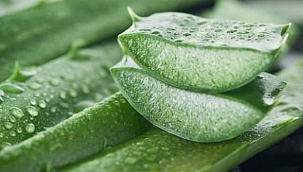 Aloe Vera faydaları nelerdir? Cilt bakımında aloe vera nasıl kullanılır?