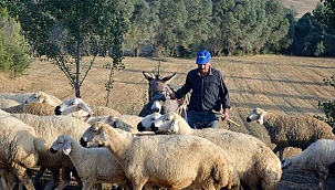 Tarım ve hayvancılıkta 2020 destekleme miktarları belirlendi