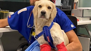 Bacakları kesilmiş bulunan Pamuk protezle yürüyecek