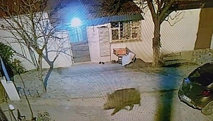 Aç kalan domuzlar şehre indi