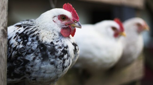 'H5N8 virüsü ilk kez insanlarda tespit edildi'