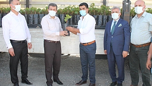 Batman'da üreticiye yüzde 70 hibe destekle aşılı asma fidanı dağıtıldı