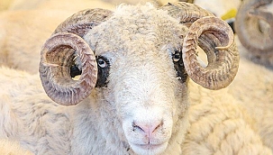 Diyanet'in kurban bedeli 1.125 lira