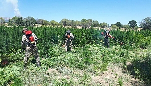 Diyarbakır'da 22 milyon kök kenevir ele geçirildi