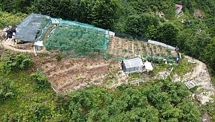 Trabzon'da likarba, Rize'de likapa, Giresun'da mavi yemiş... Yıllık 100 bin TL kazandırıyor