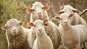 Kurban Bayramı Tatili 9 Gün Olacak