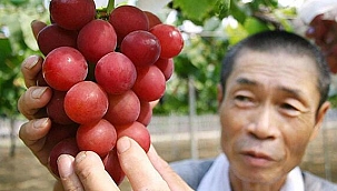 Bu üzümün salkımı 12 bin 700 dolar! 