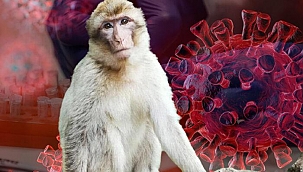 Çin'de Şimdi de Maymun Virüsü İlk ölüm gerçekleşti