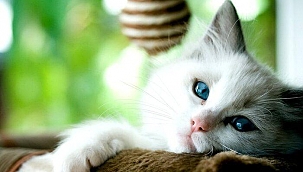 Covid-19: Kediler ve köpekler de hastalığa yakalanabiliyor