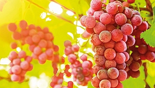 Salkımı 108 bin TL