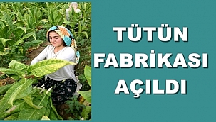 Tütün Geri Döndü