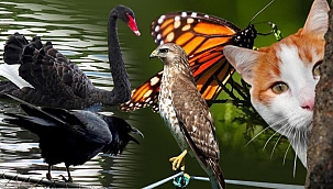 Ekonomide kullanılan hayvan sembolleri ne anlama geliyor?