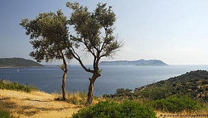 Ormanlar yanıyor: Yeşile dönüş mümkün mü?