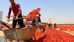 Şanlıurfa'da acı telaş sürüyor
