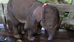 Hortumunu kesip tuzak kurmuşlardı! Yavru fil enfeksiyona yenik düştü