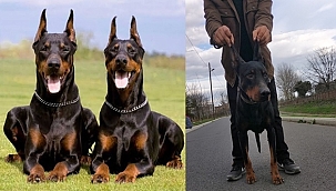Sakaryalı Mehmet Demir'in Doberman Sevgisi