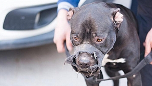 Son dakika… İçişleri Bakanlığı duyurdu! Yüzlerce kişiye 'pitbull' cezası…