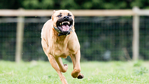 Yasaklı 6 köpek ırkının kayıt altına alınması için yarın son gün! Uymayana ceza yağacak
