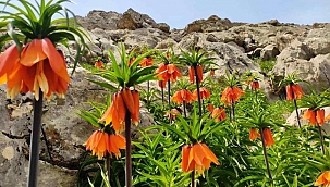 Sason'da Ters Laleler Tüm İhtişamıyla Çiçek Açtı