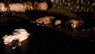 Batman'da otomobil koyun sürüsüne daldı: 50 koyun telef oldu