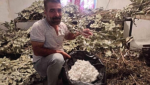 Batman'da ipek böceği besicilerinin koza hasadı başladı