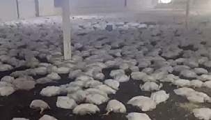 20 bin tavuk telef oldu! Toplu olarak toprağa gömüldüler...