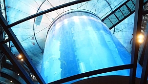 Dev akvaryum patladı! Balıklar caddeye dağıldı 