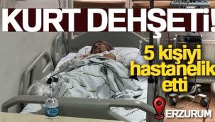 Erzurum'da kurt dehşeti: 5 yaralı