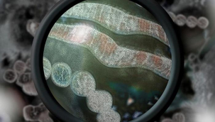 Dünya genelinde yayılmaya devam ediyor! 2021'den bu yana milyonlarca kuş telef oldu! O bölgede ilk kez rastlandı