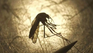 Maymun çiçeği virüsü beklerken o hastalık yeniden hortladı! Türkiye'de vakalar görülmeye başladı