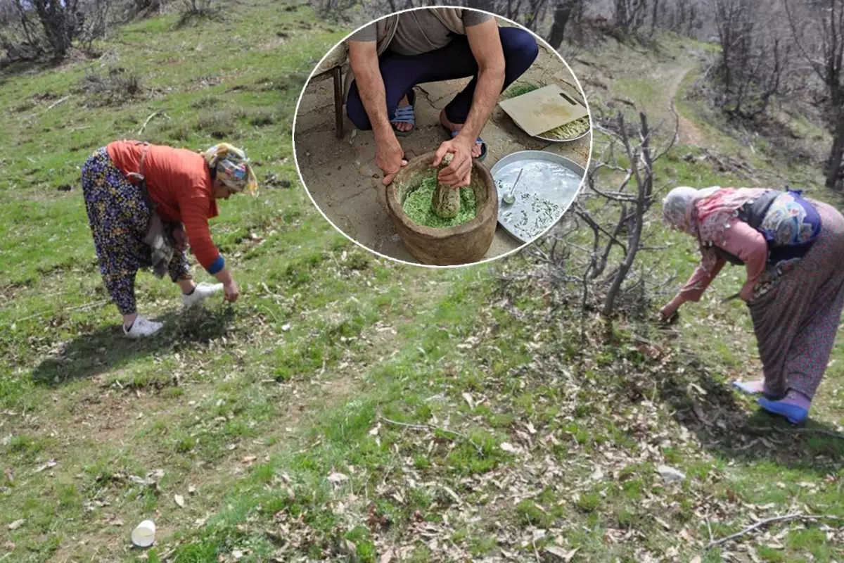 Batman'da dağdan toplanıyor, kilosu 10 bin TL'ye satılıyor