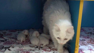 Dünya güzeli Van kedisi 'Su' 5 yavru doğurdu