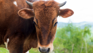 Afrika Kurban Bağışı ile Umuda Yol Açın