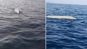 Bir hafta arayla ikinci! Karadeniz sahillerinde yine insansız deniz aracı