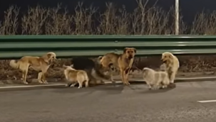 Dünya bu 7 çılgın dostun eve dönüş hikayesini konuşuyor! Ölüm kamyonundan 'pati birliğiyle' firar: En öndeki 'küçük dev' herkesi şaşırttı... - Son Dakika Dünya Haberleri CNN Türk