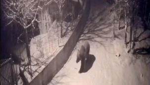 Artvin'de aç kalan ayılar köylere indi